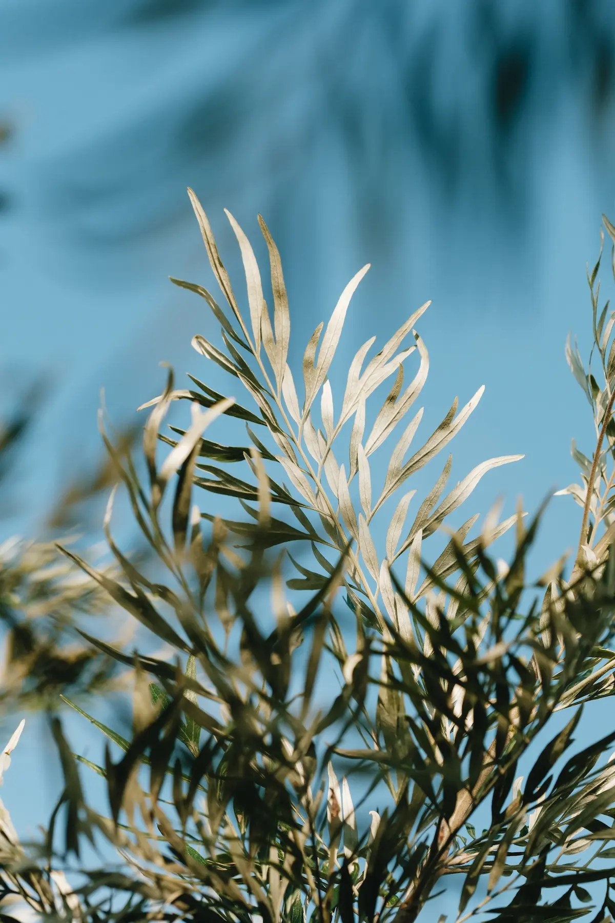 Especies adaptadas al clima
