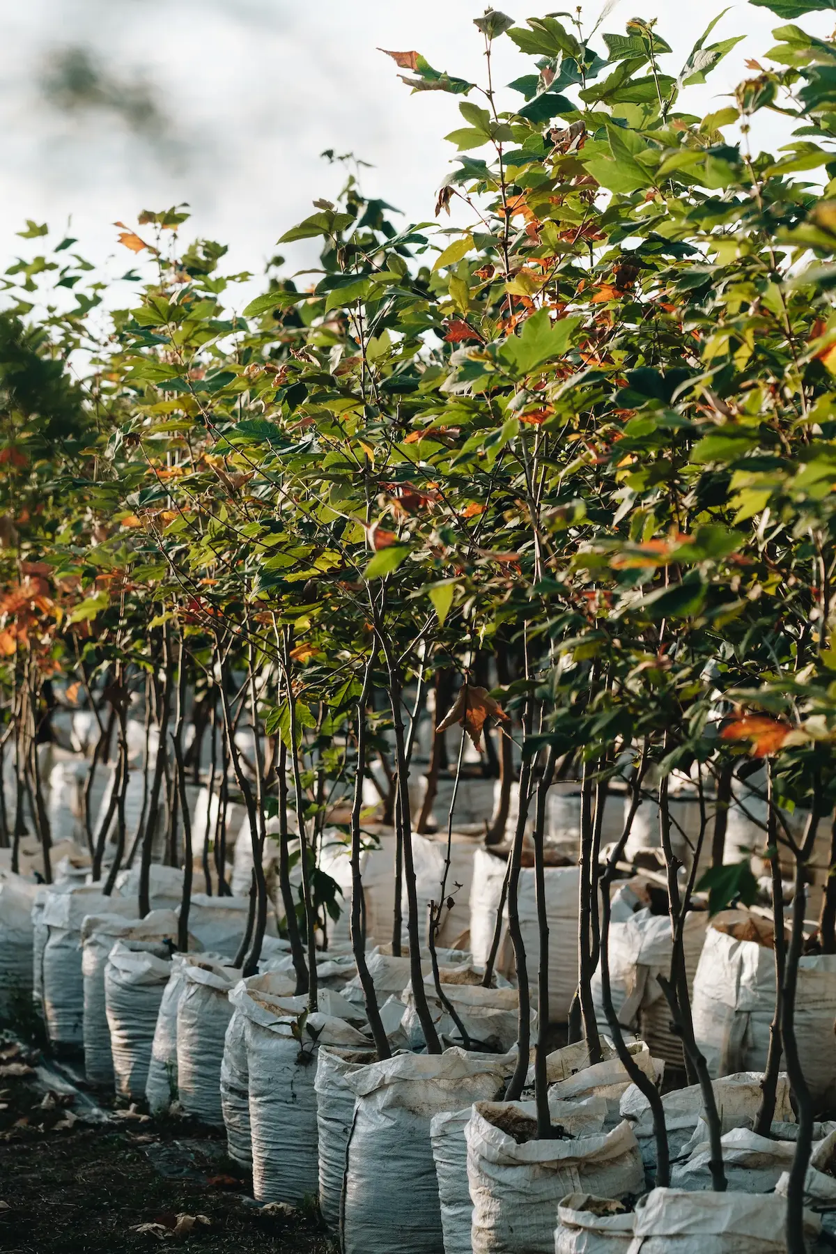 Logística y plantación